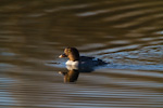 Common Goldeneye